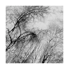Load image into Gallery viewer, Tell It Slant winter nature photograph black and white tree photo Dawn Richerson 5x5