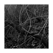 Load image into Gallery viewer, THE MIRACLE AND SPRING ☼ Color of Conviction│Blue Ridge {Photo Print}