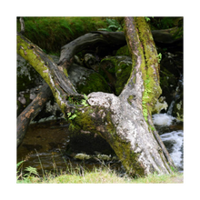 Load image into Gallery viewer, Upraised - Faithscapes photo of tree in France - crucifixion - Jesus - tree photo 5x5