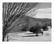 Load image into Gallery viewer, A FIERCE WIND BLEW ☼ Winter Walk #1 Nature of Rest {Photo Print} 8x10