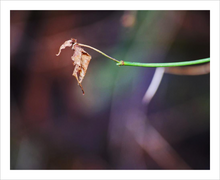 Load image into Gallery viewer, BE THE DANCING FOOL ☼ Nature of Love & Soul of Ireland {Photo Print} 8x10 leaf photo The Fool