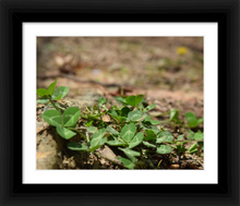 Load image into Gallery viewer, CLOVER COMMUNITY ☼ Soul of Nature {Photo Print} 8x10 framed