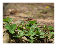 Load image into Gallery viewer, CLOVER COMMUNITY ☼ Soul of Nature {Photo Print} 8x10