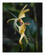 Load image into Gallery viewer, DELICATE DANCER ☼ Soul of Nature {Photo Print}