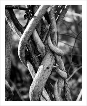 Load image into Gallery viewer, Entwined with Life vine photograph black and white photo 8x10
