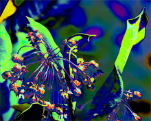 Load image into Gallery viewer, REACHING FOR A BETTER WAY ☼ Alterations Most True Art Print 8x10