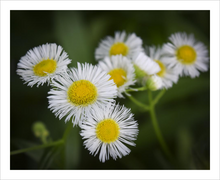 Load image into Gallery viewer, Focus on the Finer Things - Life & Art in the Time of Coronavirus - Dawn Richerson Photography 8x10