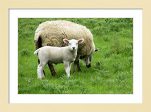 Load image into Gallery viewer, EWE AND ME ☼ Soul of Ireland {Photo Print} 8x12 framed