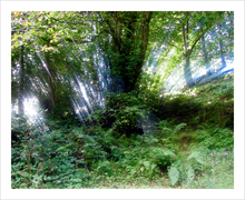 Load image into Gallery viewer, Glencar Miracle - Glencar Waterfall - County Leitrim photograph - tree photo - Dawn Richerson Soul of Ireland photo - 8x10