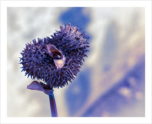 Load image into Gallery viewer, Love Song winter nature photograph Dawn Richerson 8x10