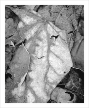 Load image into Gallery viewer, RENDEZVOUS W/ HER SOUL ☼ Color of Conviction￨Blue Ridge Parkways leaf photo black and white 8x10
