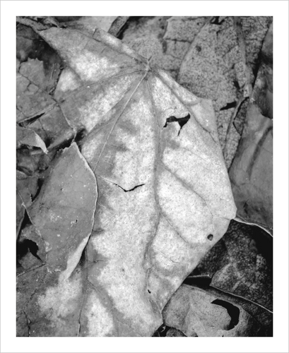 RENDEZVOUS W/ HER SOUL ☼ Color of Conviction￨Blue Ridge Parkways leaf photo black and white 8x10