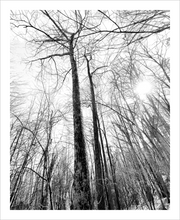 Load image into Gallery viewer, Rise of the Winter Mystics winter nature photograph black and white tree photo Dawn Richerson 12x18
