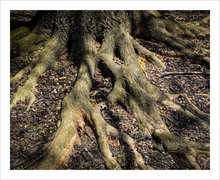 Load image into Gallery viewer, ROOTED AND READY ☼ Soul of Nature {Photo Print}