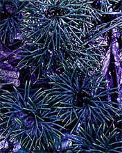 Load image into Gallery viewer, SCATTERED STARS ☼ Alterations Most True {Photo Print}