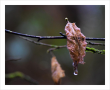 Load image into Gallery viewer, SHARED SORROW ☼ Soul of Nature {Photo Print} 8x10