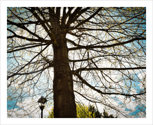 Load image into Gallery viewer, Silent Witness - tree photo Dawn Richerson - Life &amp; Art in the Year of Coronavirus - 8x10
