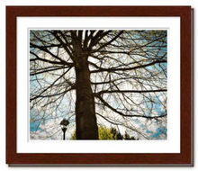 Load image into Gallery viewer, Silent Witness - tree photo Dawn Richerson - Life & Art in the Year of Coronavirus - 8x10 framed