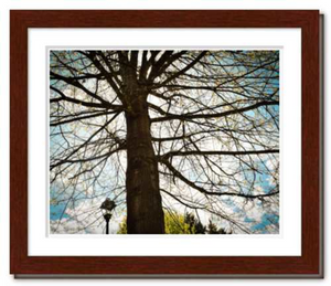 Silent Witness - tree photo Dawn Richerson - Life & Art in the Year of Coronavirus - 8x10 framed