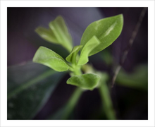 Load image into Gallery viewer, We're Still Here for You Nature Spirit Photo Gift - Dawn Richerson - Life & Art in the Time of Coronavirus - Dawn Richerson Photography 8x10
