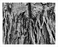 Load image into Gallery viewer, The Weight of Responsibility tree bark photograph Blue Ridge Parkway black and white photo 8x10