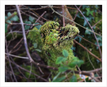 Load image into Gallery viewer, This Kiss Soul of Ireland Nature of Love Photograph Valentine's Day Walk Dawn Richerson 8x10