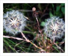 Load image into Gallery viewer, TOGETHER IN WHATEVER WORLD ☼ Soul of Nature {Photo Print} 8x10