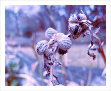 Load image into Gallery viewer, Wrapping Things Up winter nature photograph Dawn Richerson 8x12
