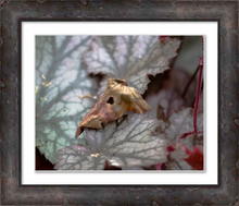 Load image into Gallery viewer, WHILE WE WERE SLEEPING ☼ Alterations Most True Art Print Blue Ridge Parkway photograph by Virginia photographer Dawn Richerson 8x10 framed nature photography
