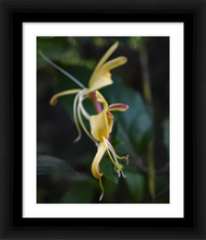 Load image into Gallery viewer, DELICATE DANCER ☼ Soul of Nature {Photo Print}