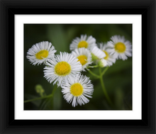 Load image into Gallery viewer, Focus on the Finer Things - Life & Art in the Time of Coronavirus - Dawn Richerson Photography 8x10 framed
