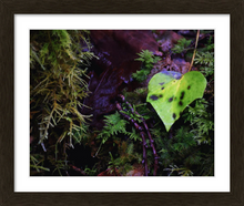 Load image into Gallery viewer, THE LOVE OF THIS LIFE ☼ Soul of Ireland {Photo Print} framed 8x10 framed
