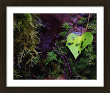 Load image into Gallery viewer, THE LOVE OF THIS LIFE ☼ Soul of Ireland {Photo Print} framed 8x10 framed
