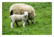 Load image into Gallery viewer, EWE AND ME ☼ Soul of Ireland {Photo Print} 8x12