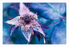 Load image into Gallery viewer, HER FROSTED DREAM ☼ Winter Walk #3 Nature of Rest {Photo Print}