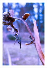 Load image into Gallery viewer, Honoring What Has Been Winter Walk Winter nature photograph Dawn Richerson 8x12