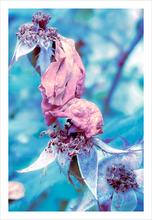 Load image into Gallery viewer, QUEEN OF THE FOREST FAIRIES ☼ Winter Walk #3 Nature of Rest {Photo Print}