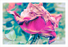 Load image into Gallery viewer, SHE RIDES ON THE ROSE-PETALLED DRAGON ☼ Winter Walk #3 Nature of Rest {Photo Print}