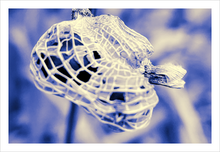 Load image into Gallery viewer, Turtle on the Move winter nature photograph Dawn Richerson 8x12