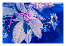 Load image into Gallery viewer, WINTER FRINGE ☼ Winter Walk #3 Nature of Rest {Photo Print}