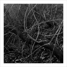Load image into Gallery viewer, The Miracle and Spring winter tree photograph black and white Blue Ridge Parkway photograph Dawn Richerson 8x8