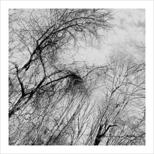 Load image into Gallery viewer, Tell It Slant winter nature photograph black and white tree photo Dawn Richerson 8x8
