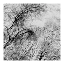 Load image into Gallery viewer, Tell It Slant winter nature photograph black and white tree photo Dawn Richerson 8x8