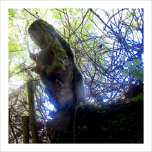 Load image into Gallery viewer, Testimony of Light - Glencar Waterfall County Leitrim Ireland photograph 8x8