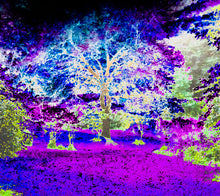 Load image into Gallery viewer, Begin Again Again Nature Photography Alterations Most True Dawn Richerson