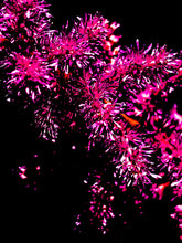 Load image into Gallery viewer, Celebration Nature Photography Alterations Most True Dawn Richerson 8x10