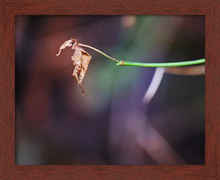 Load image into Gallery viewer, BE THE DANCING FOOL ☼ Nature of Love & Soul of Ireland {Photo Print} 8x10 framed leaf photo The Fool