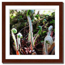 Load image into Gallery viewer, Belonging ☼ Soul of Nature {Photo Print} Photo Print New Dawn Studios 10x10 Framed