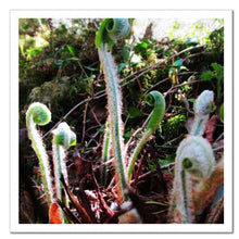 Load image into Gallery viewer, Belonging ☼ Soul of Nature {Photo Print} Photo Print New Dawn Studios 12x12 Unframed