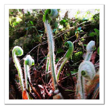 Load image into Gallery viewer, Belonging ☼ Soul of Nature {Photo Print} Photo Print New Dawn Studios 8x8 Unframed